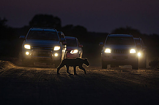 狮子,幼兽,道路,夜晚,汽车,后面,早晨,游戏,开车,卡拉哈里沙漠,卡拉哈迪大羚羊国家公园,南非,非洲
