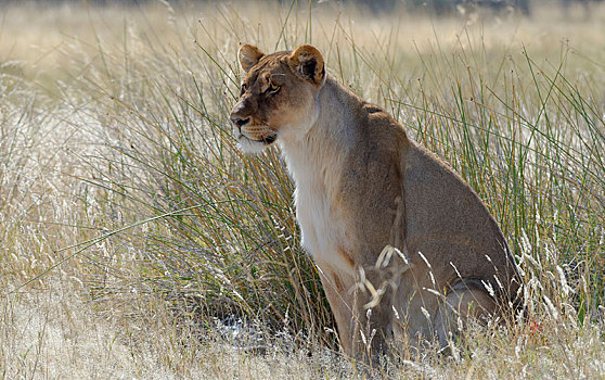 雌狮,狮子,坐,高草,警惕,埃托沙国家公园,纳米比亚,非洲