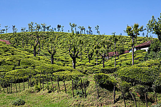 茶园,靠近,泰米尔纳德邦,印度,亚洲