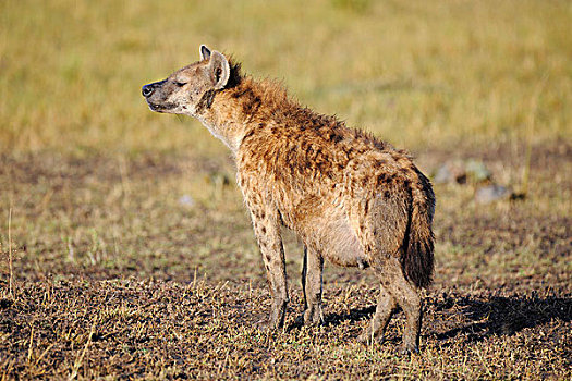 斑点,鬣狗,怀孕,成年,马赛马拉,肯尼亚,非洲