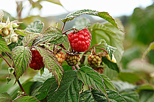 树莓,植物