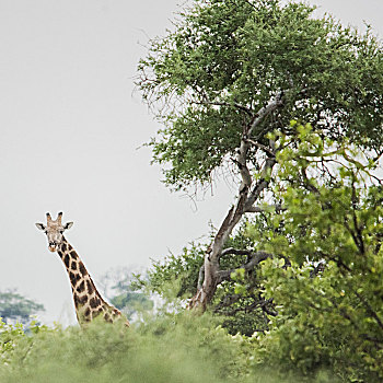 头像,长颈鹿,看镜头,途中,奥卡万戈三角洲,博茨瓦纳