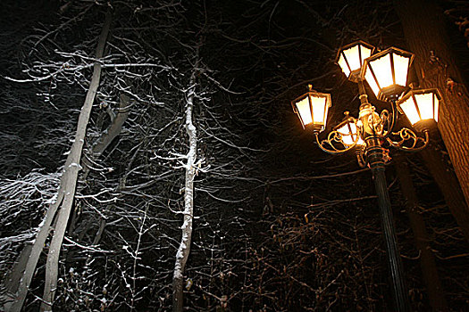雪后的树和路灯