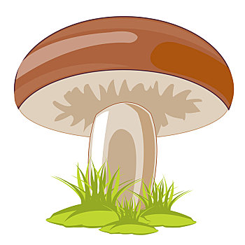 蘑菇,药草