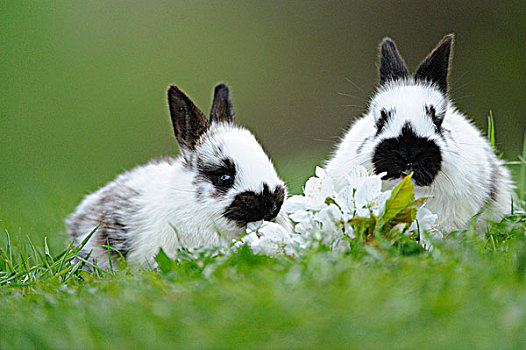 两个,驯服,兔子,草丛
