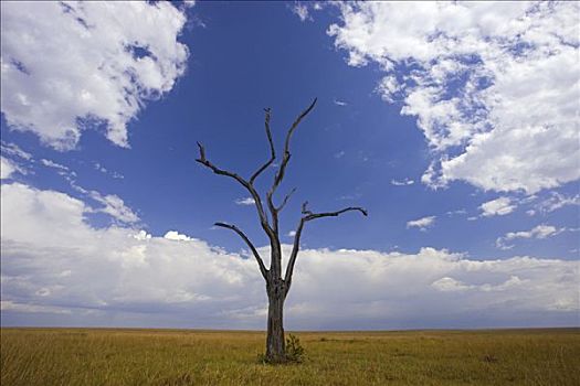 大草原,死,刺槐,马赛马拉国家保护区,肯尼亚