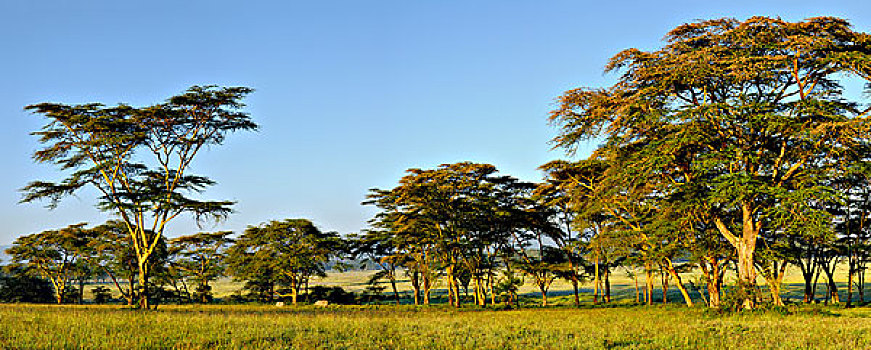 全景,白犀牛,黄色,发烧,树,日出,纳库鲁湖国家公园,肯尼亚