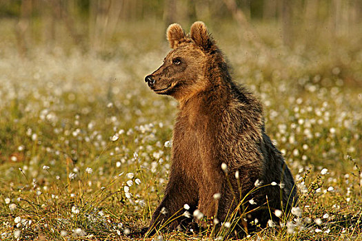 褐色,熊,卡瑞里亚,芬兰,欧洲