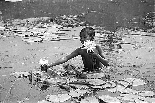 男孩,拔,荷花,水塘,孟加拉