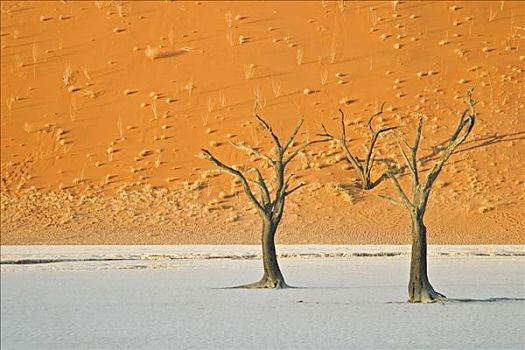 枯木,沙丘,纳米布沙漠,死亡谷,纳米比亚,非洲