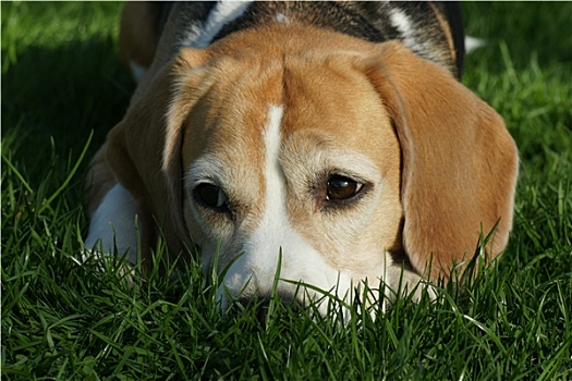 小猎犬