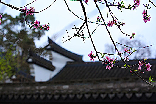 四合院,建筑,春花