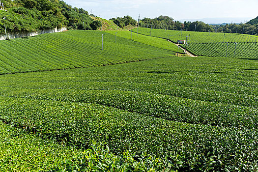 绿茶,农场