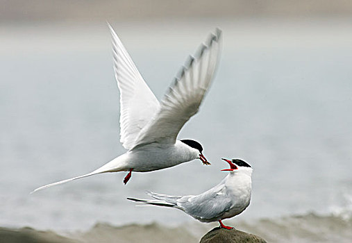 北极燕鸥,喂食,鱼,女性,求爱,斯瓦尔巴特群岛,挪威