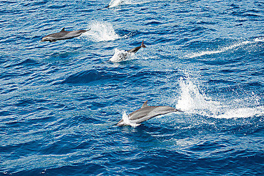 多米尼克,罗索,海豚,游动,蓝色海洋