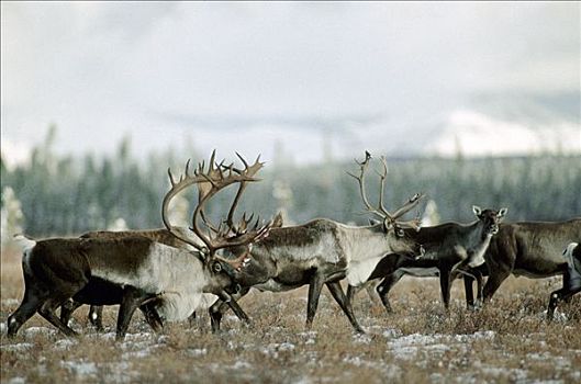 北美驯鹿,驯鹿属,牧群,迁徙,秋天,阿拉斯加