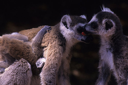 马达加斯加,节尾狐猴,修饰