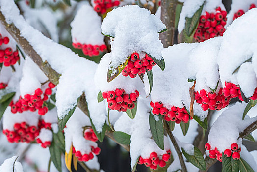 红色浆果,枸子属植物,风景,重,下雪