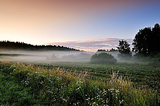 晨雾,自然,瑞典