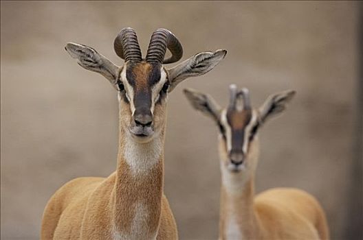瞪羚,一对,威胁,北非,圣地牙哥动物园,加利福尼亚