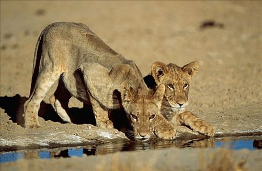 非洲狮,幼兽,南非,狮子