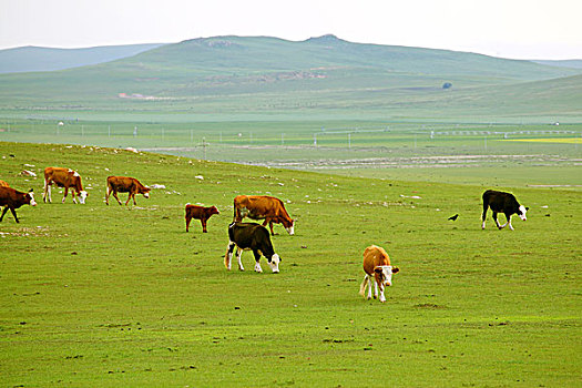 草原上生活的牛群