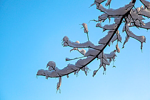 中国冬季白色的雪覆盖在树上