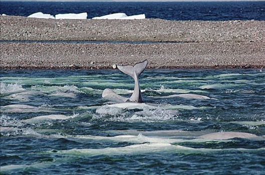 白鲸,群,河口,加拿大西北地区,加拿大