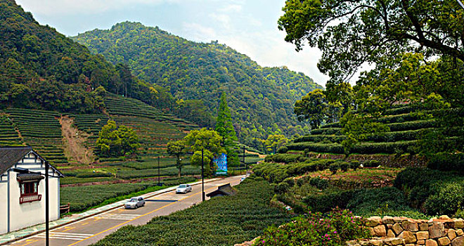 西湖茶乡,梅家坞