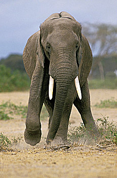 非洲象,成年,腿,受伤,马赛马拉,公园,肯尼亚