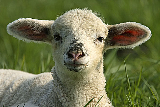 绵羊,羊羔,草地,卧,特写