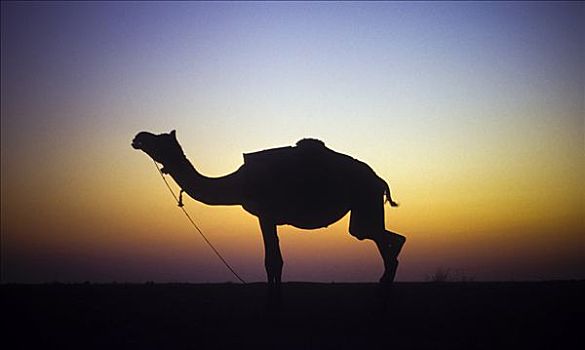 骆驼,剪影,日落,塔尔沙漠,拉贾斯坦邦,印度