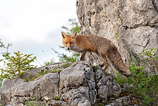 红狐,狐属,站立,岩石上,看镜头,国家公园,公园,施蒂里亚,奥地利,欧洲