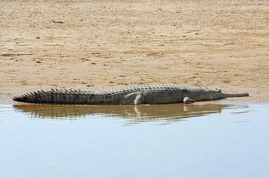 印度,鳄鱼,躺着,岸边,北方邦,亚洲