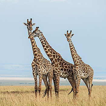 东非,肯尼亚,马赛马拉国家保护区,三角形,马拉河,盆地,长颈鹿