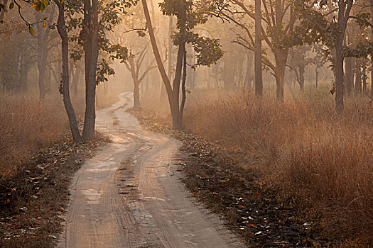 班德哈维夫国家公园,印度