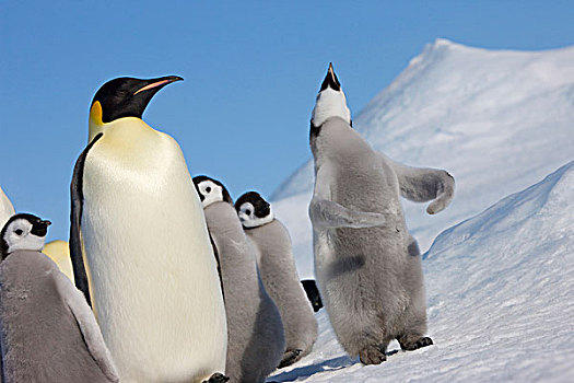 帝企鹅,父母,幼禽,冰,雪丘岛,南极