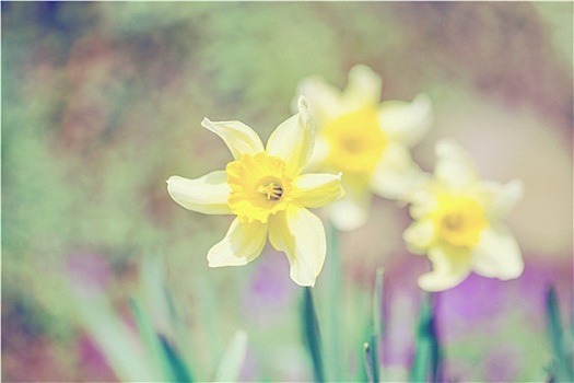 春天,水仙花,花园,旧式,亮光,淡色调,彩色