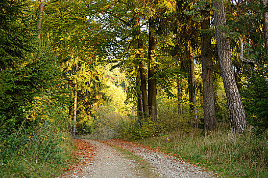 碎石路,通过,山毛榉森林在秋季,上普法尔茨,巴伐利亚,德国