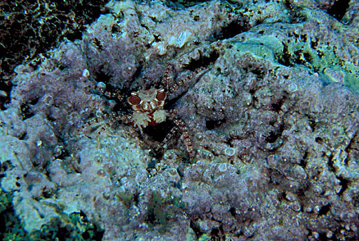 巴布亚新几内亚,螃蟹