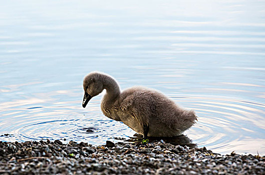 小鸭子,站立,浅水,湖区,坎布里亚,英格兰