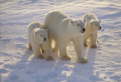 北极熊,母兽,丘吉尔市,曼尼托巴,加拿大