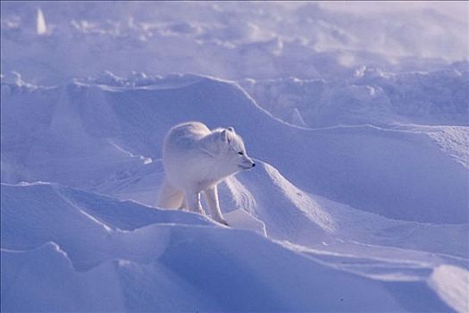 北极狐,站立,雪,丘吉尔市,曼尼托巴,加拿大