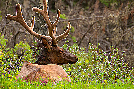 麋鹿,鹿属,休息,树林,弓形谷,大路,班芙国家公园,艾伯塔省,加拿大