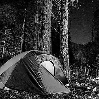 帐蓬,树林,夜晚,优胜美地国家公园,加利福尼亚,美国