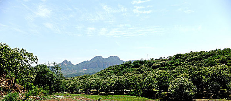 春花烂漫醉太行