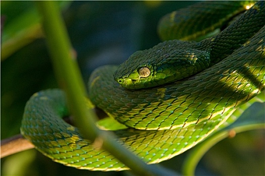 绿色,毒蛇