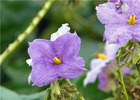 紫罗兰,花,非洲