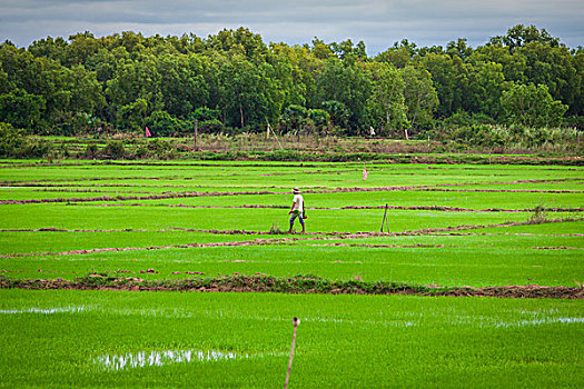 柬埔寨,稻田