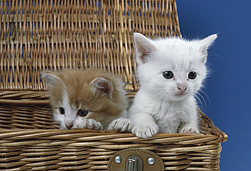 两个,小猫,坐,野餐篮